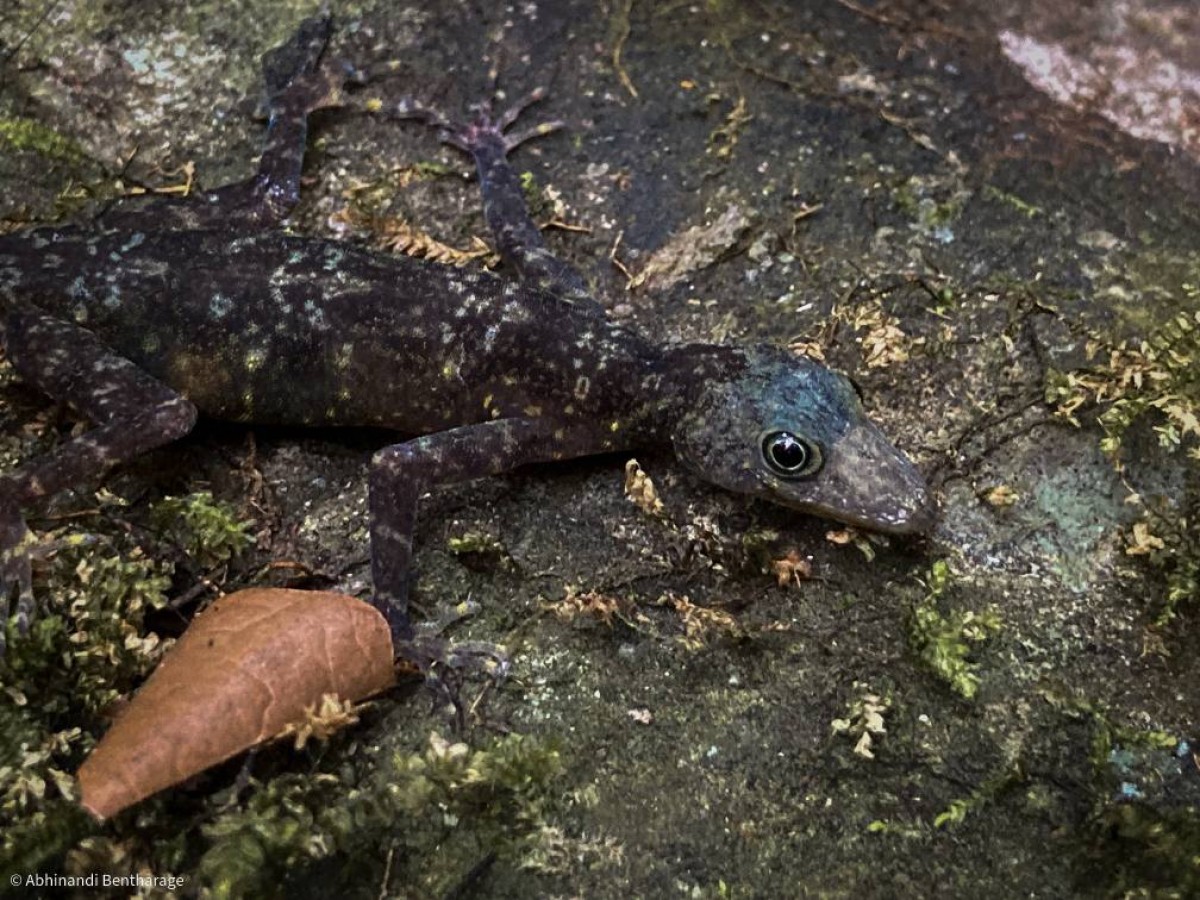 Cnemaspis rammalensis Vidanapathirana, Gehan-Rajeev, Wickramasinghe, Fernando & Mendis-Wicramasinghe, 2014